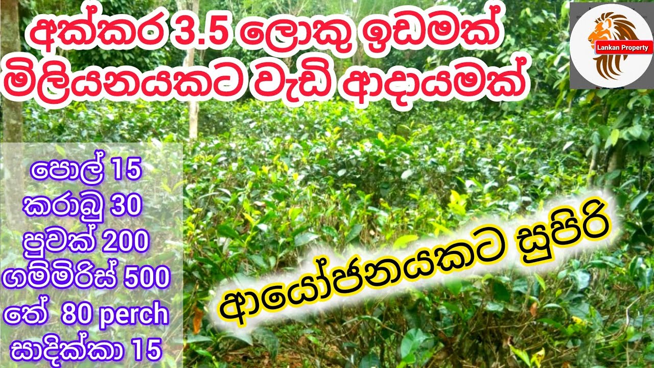 මහනුවරින් වගා කරන ලද ඉහළ ආදායමක් ලැබිය හැකි ලොකු ඉඩමක් Agriculture Land for sale