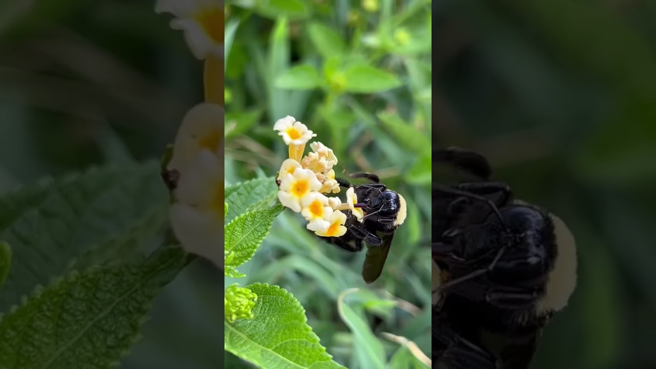 Bumblebees Foraging for Pollen and Nectar
