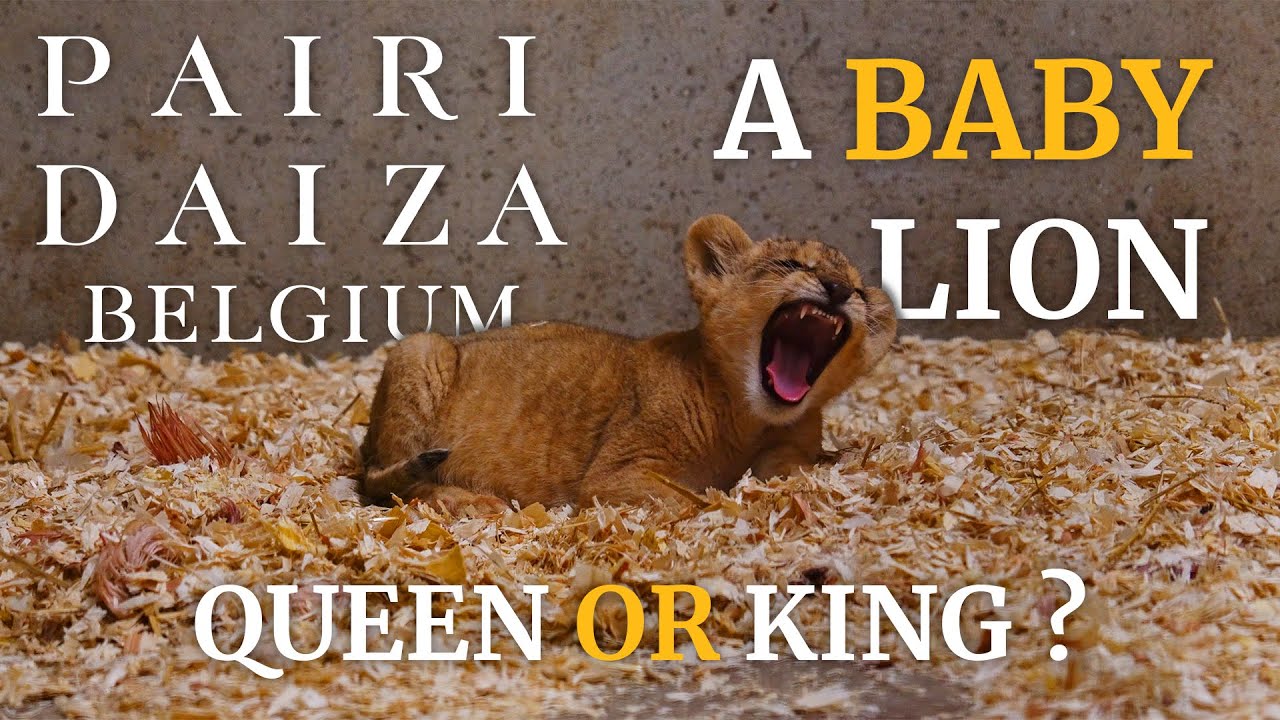 🦁 Un bébé lion né à Pairi Daiza : garçon ou fille ? Le mystère enfin levé !