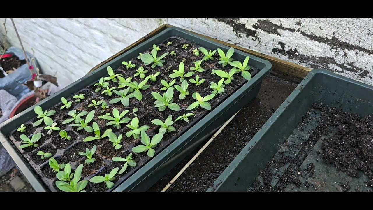 Pruning the hedgerow - Pruning the apple trees, potting on lisianthus