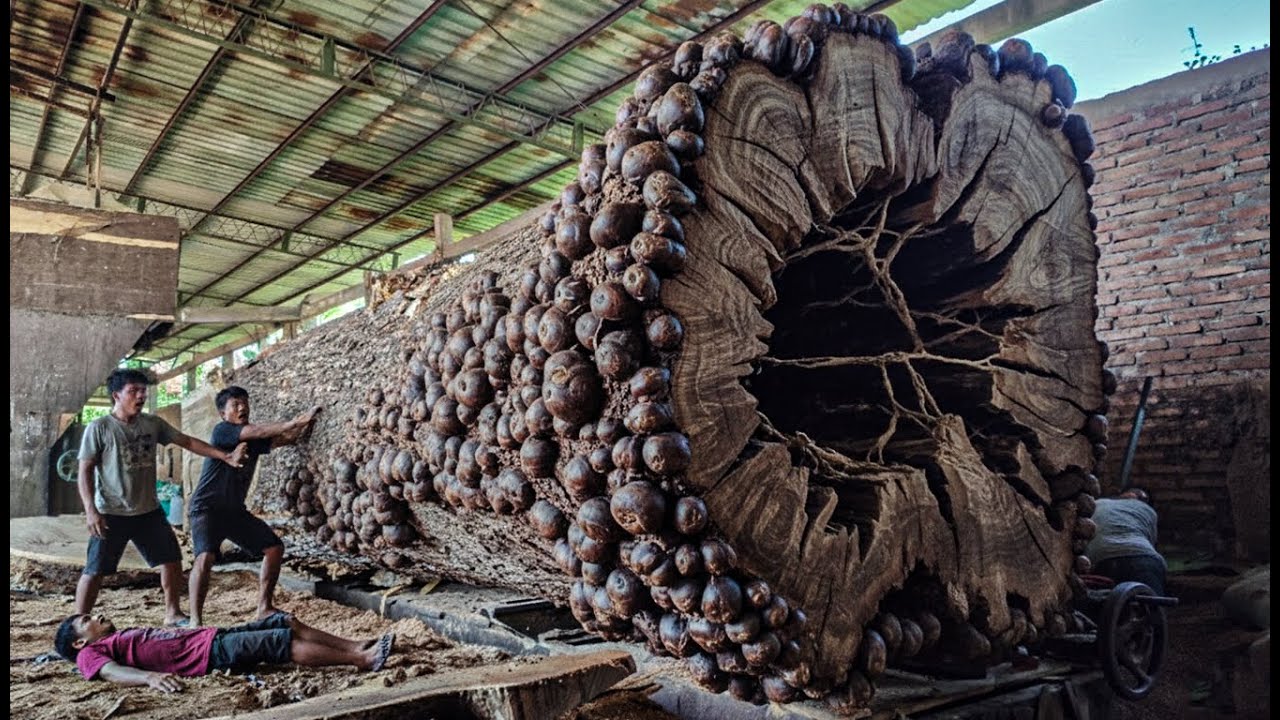 TERRIFYING MOMENT!! Sawing a Hollow Tree Stump Reveals Horrible Secrets at the Sawmill