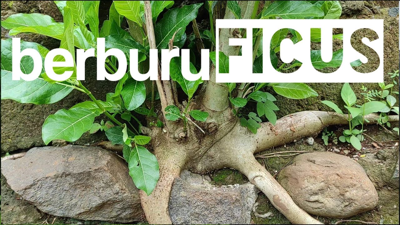 Berburu bahan bonsai beringin, lokasi belakang gedung wisma wanita
