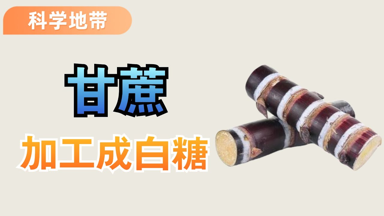 你知道甘蔗是怎麼加工廠成白糖的嗎？