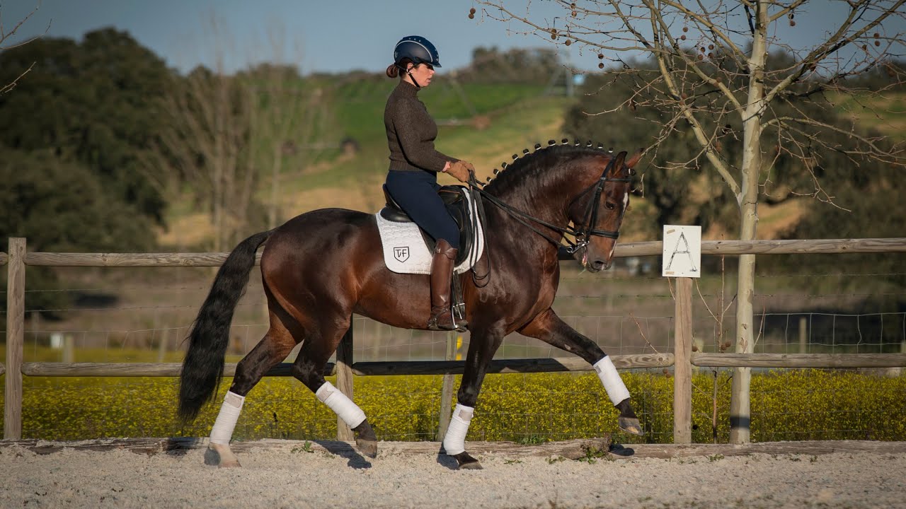 Califa TVF - Grand Prix Lusitano Breeding Stallion