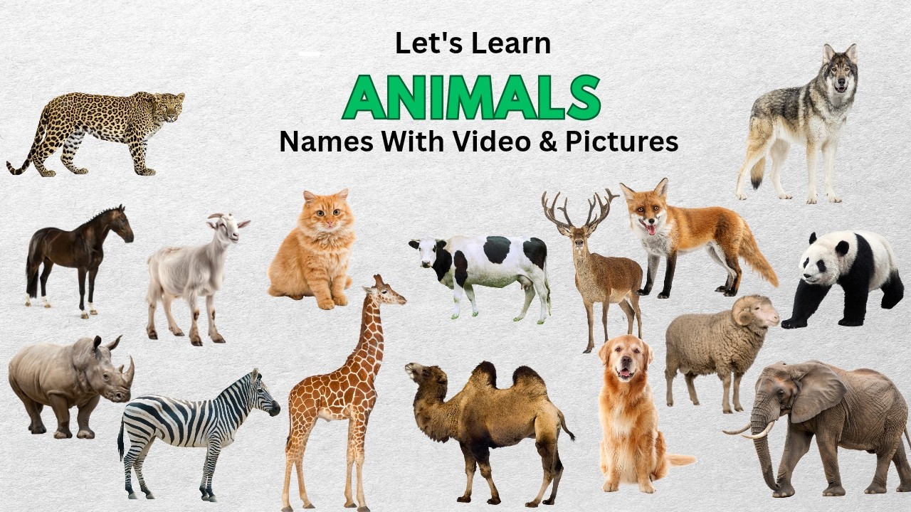 Animal Names | Names of animals in English | Names of Animals with pictures | Learn Animals Names