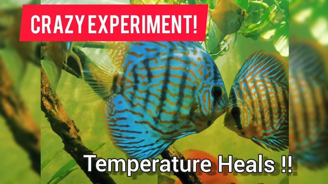 CRAZY DISCUS EXPERIMENT ! HEAT HEALED HEXAMITA & FUNGUS !?!