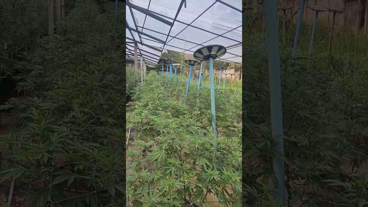 Wild cannabis strains growing crazy in chiangmai Thailand