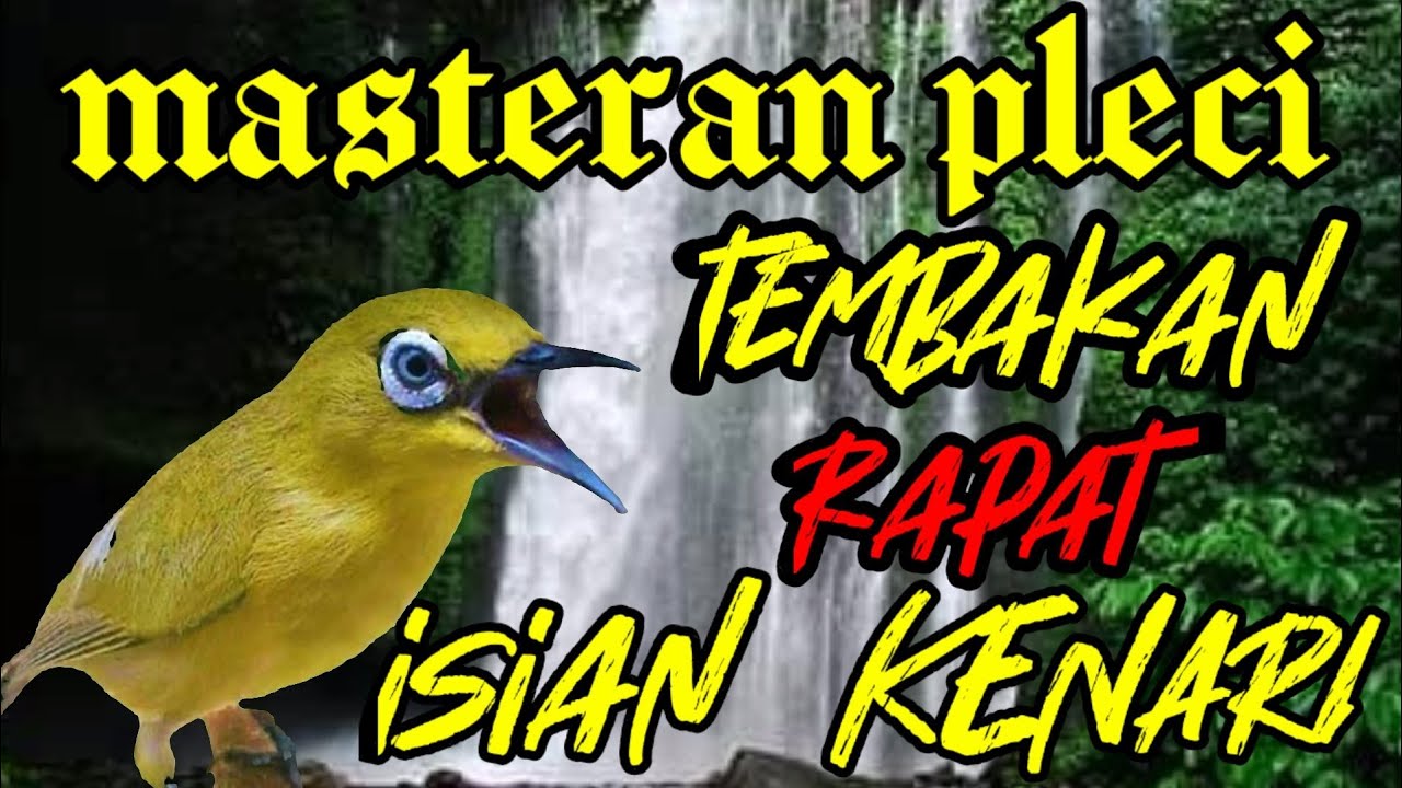 masteran pleci tembakan rapat full isian kenari