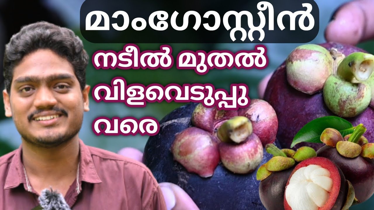 പണി കിട്ടും ഇവ ശ്രദ്ധിക്കുക. Mangosteen fruit cultivation Malayalam
