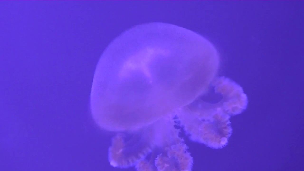 Meduzarium od A do Z - Phyllorhiza Punctata