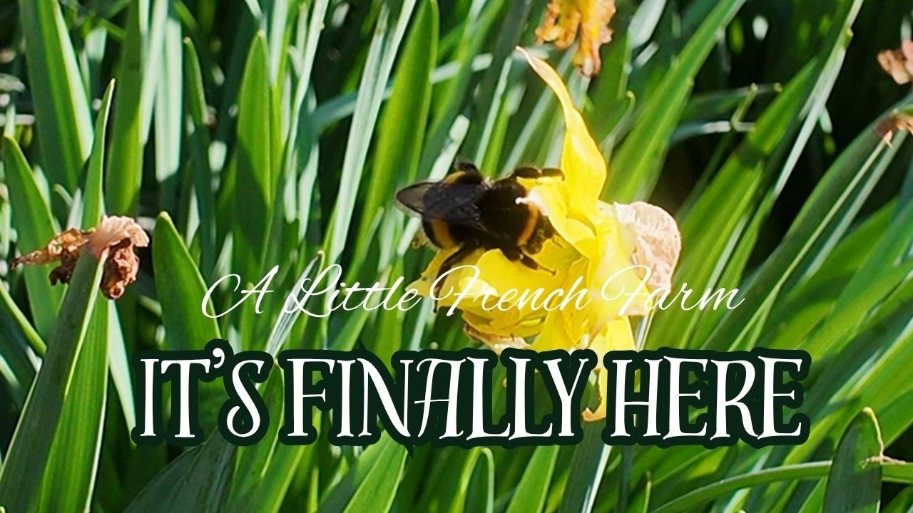 First Signs of Spring in the French Countryside | A Slow Walk on the Farm