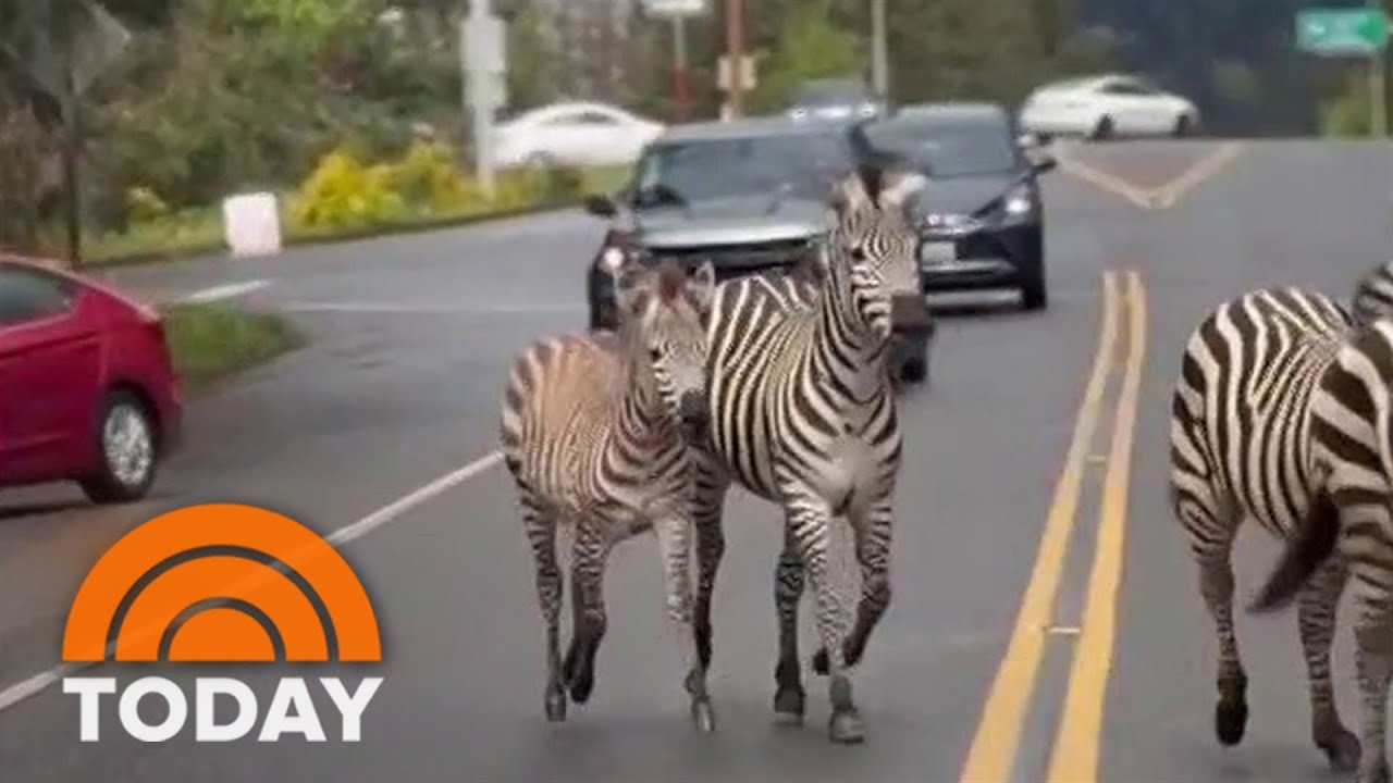 Watch: 4 zebras escape trailer near Seattle, with 1 still on the loose