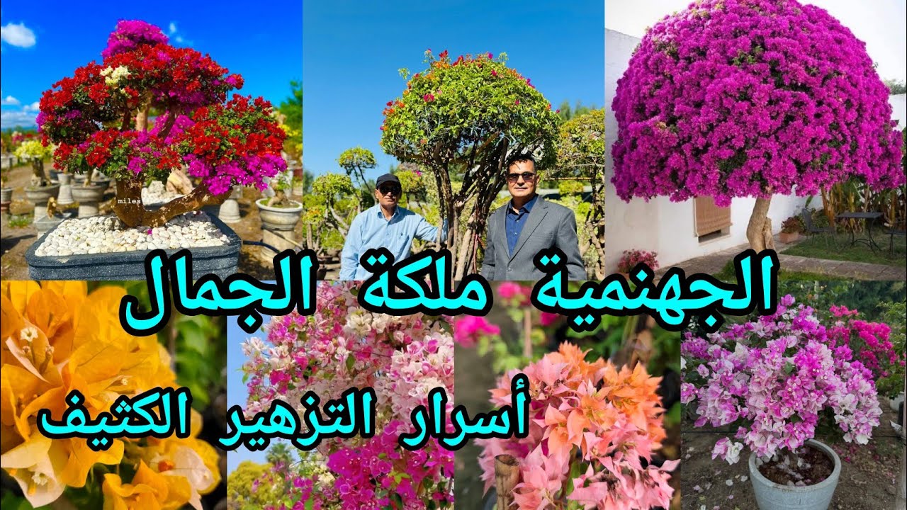 الجهنمية أسرار التزهير الكثيف وانوعها متحملة أقسى الظروف تعشق الشمس المباشرة وما  تحب الدلال