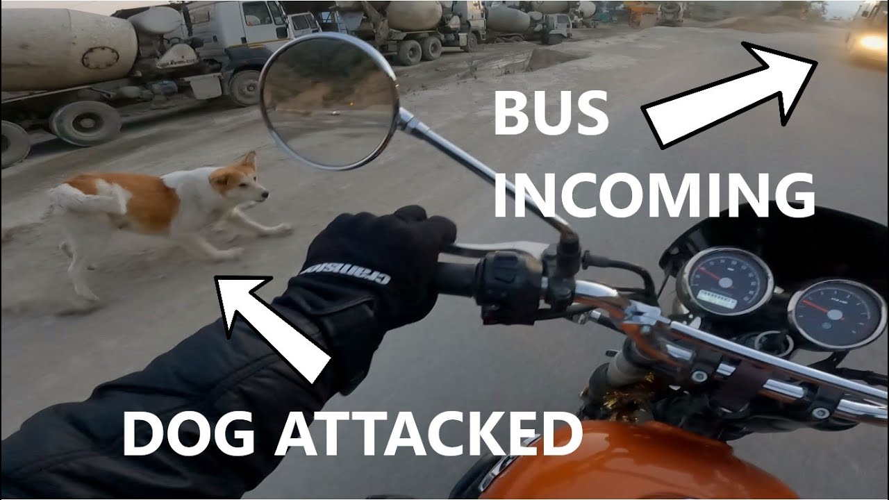 Dogs love my Interceptor || Shimla to Chandigarh Ride