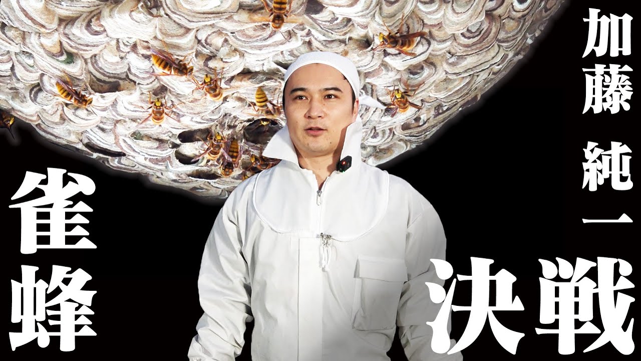 加藤純一 vs スズメバチ