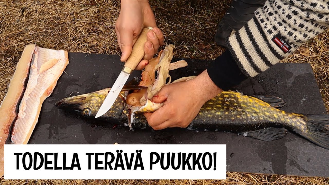 Hauen perkaaminen perinteisellä puukolla - Walz Schöder eräpuukko