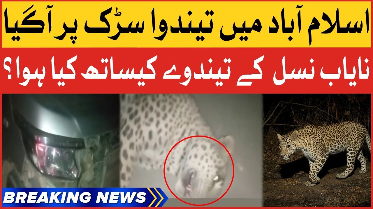 BREAKING NEWS: Leopard Came On Street In Islamabad | Margalla Hills Car Accident