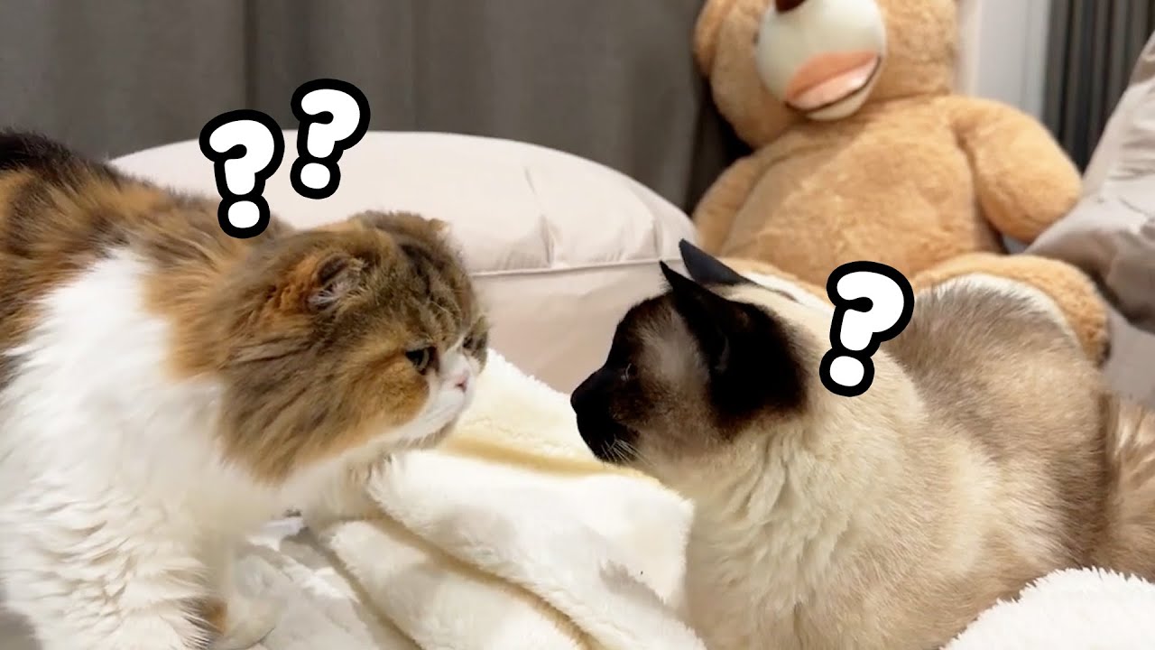 고양이들 소식! 새로운 고양이 한 마리가 집에 숨어 있어요