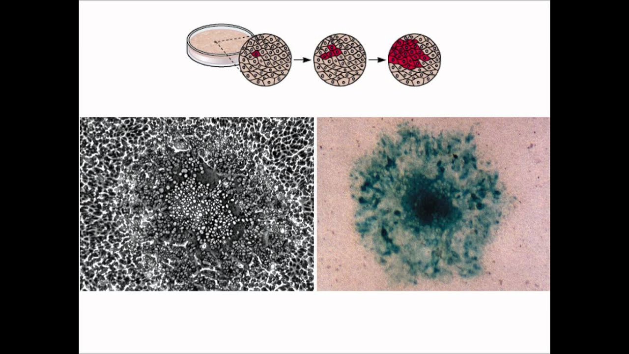 Virology 2012 Lecture #2: The Infectious Cycle