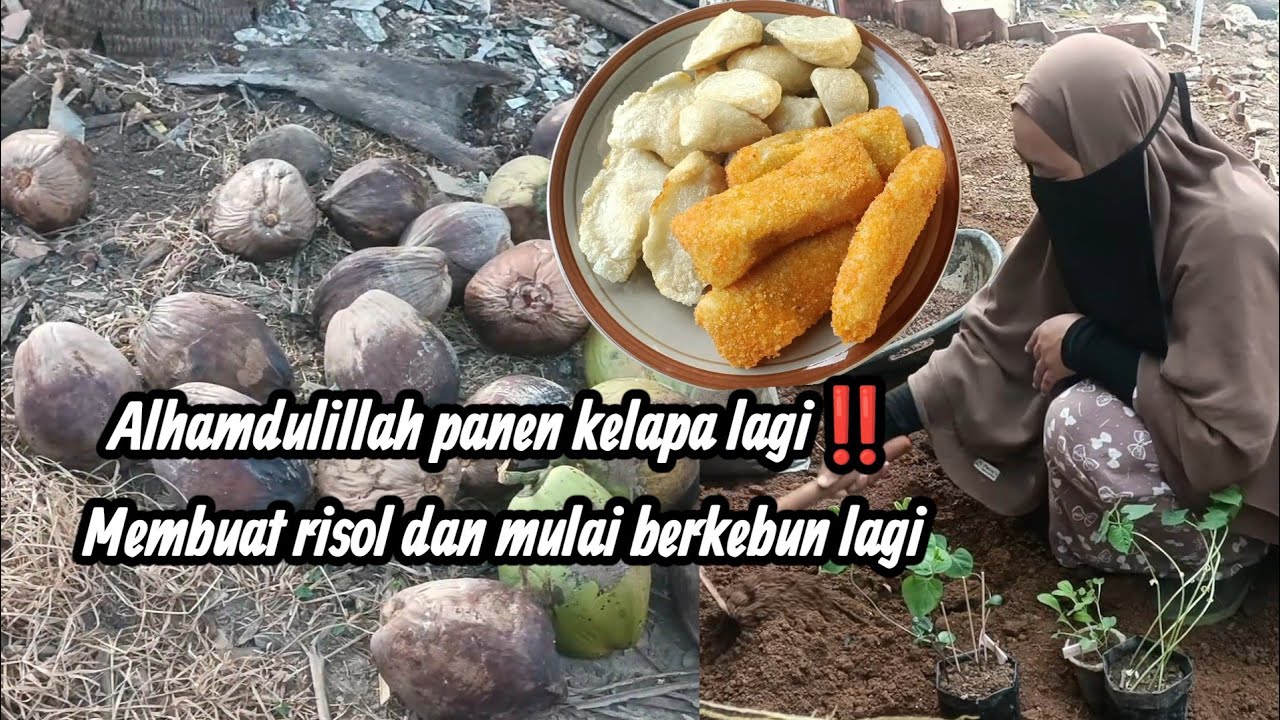 PANEN KELAPA | MEMBUAT RISOL | PINDAH TANAM SEDIKIT BIBIT SAYURAN