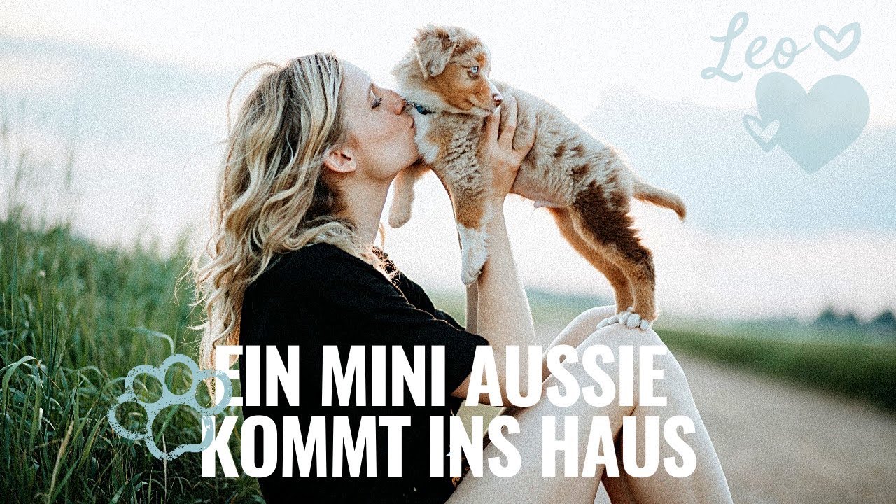 Ein Mini Australian Shepherd Welpe kommt ins Haus