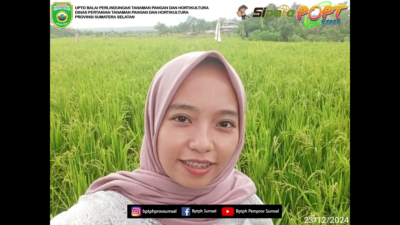 Highlight Kegiatan POPT UPTD BPTPH Provinsi Sumatera Selatan. Tanggal 23 - 27 Desember 2024.