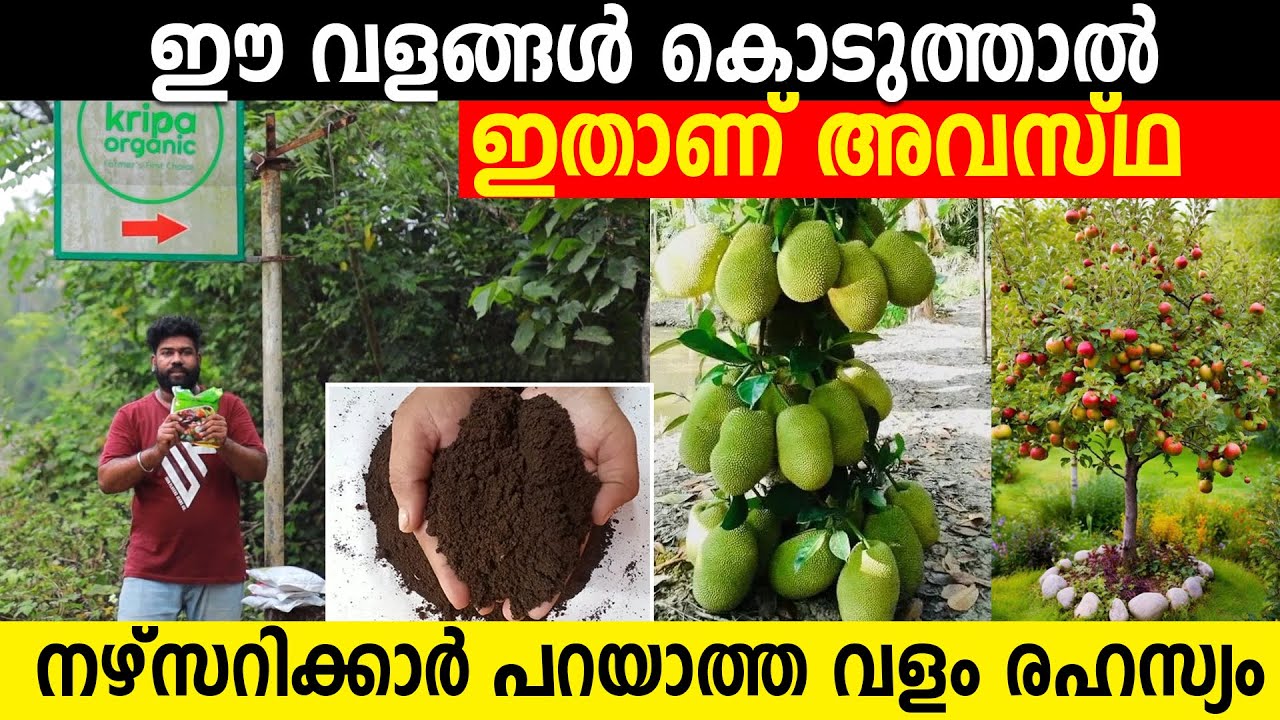 ഈ വളങ്ങൾ കൊടുത്താൽ ഇതാണ് അവസ്ഥ | നഴ്സറിക്കാർ പറയാത്ത വളം രഹസ്യം | exotic plants