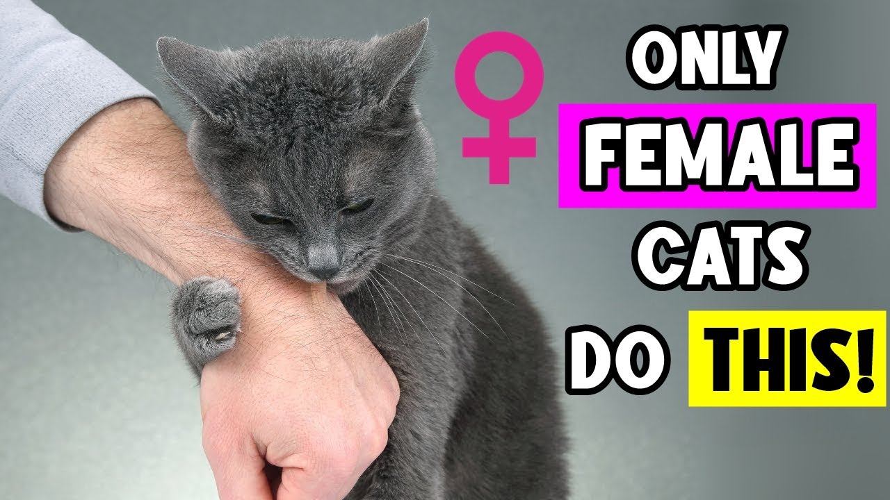 Only Female Cats Do THIS&hellip; And The Heartwarming Reason Will Melt You! 🩷🐈