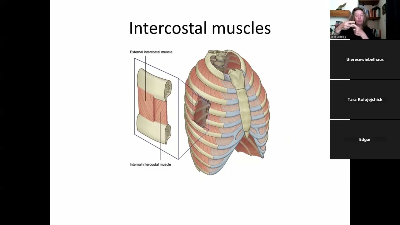 Anatomy of the Respiratory System a review for the MBLEx - MBLEx Prep - Massage Therapy Exam Review