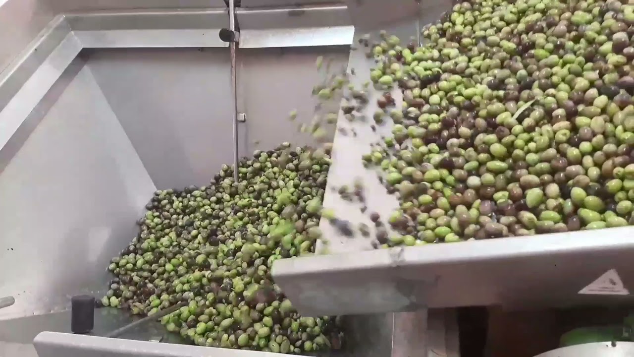 How olive oil is made||north cyprus||
