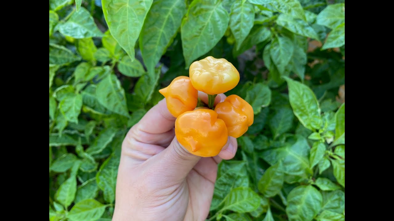 Всё о скрещивании перцев. Часть 1