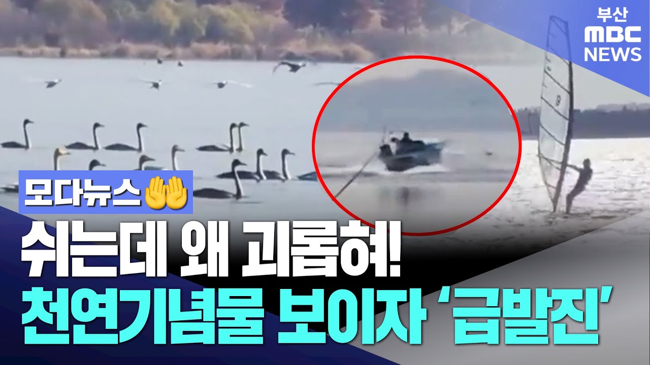 낙동강하구 찾은 천연기념물 큰고니.. 위협하는 선박 대체 왜?  | 모다뉴스🤲