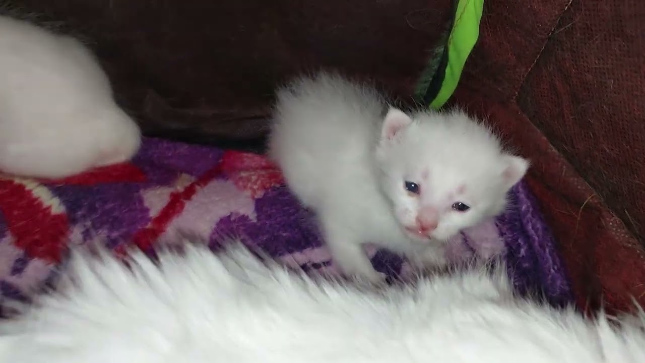 Adorable Kittens Are 2 weeks Old Learning How To Walk