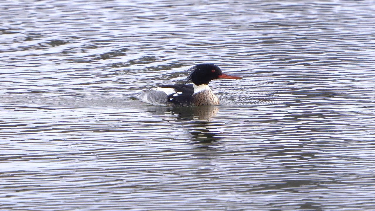4K Szlachar jeszcze bliżej / Male red-breasted merganser & company / Mergus serrator