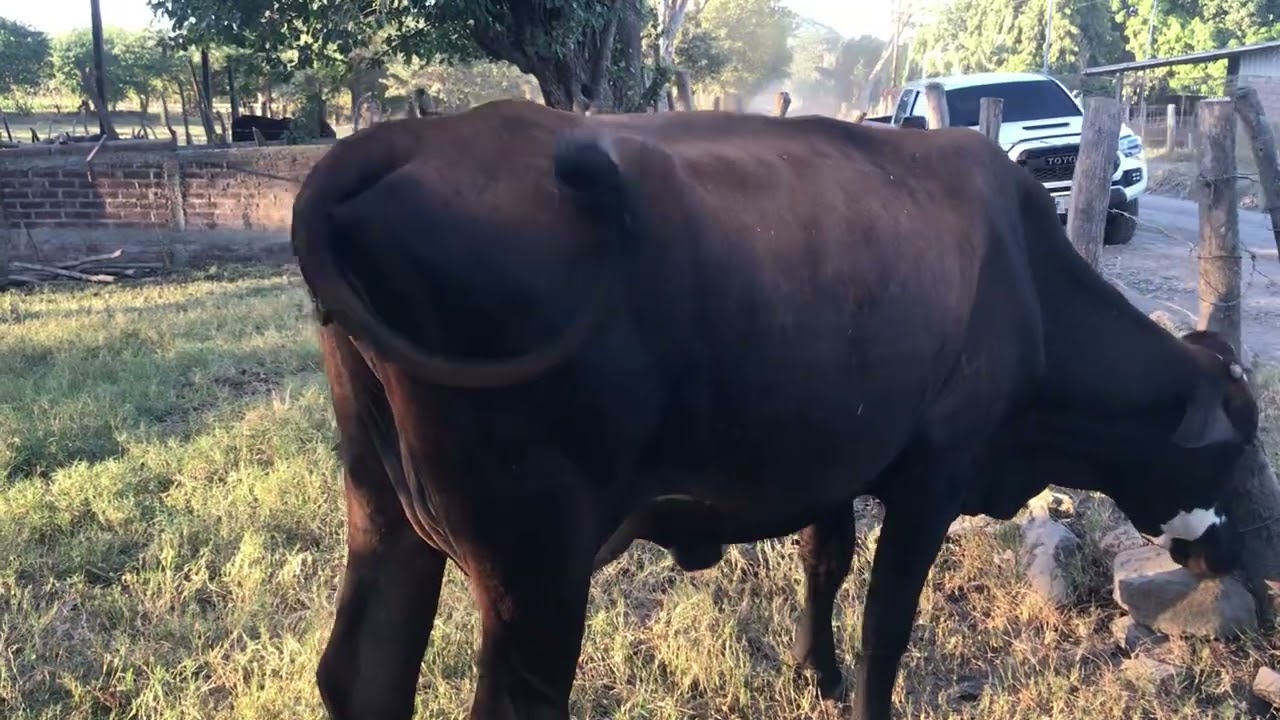 25 De Enero 2026 los corrales de Lito en los ranchos 