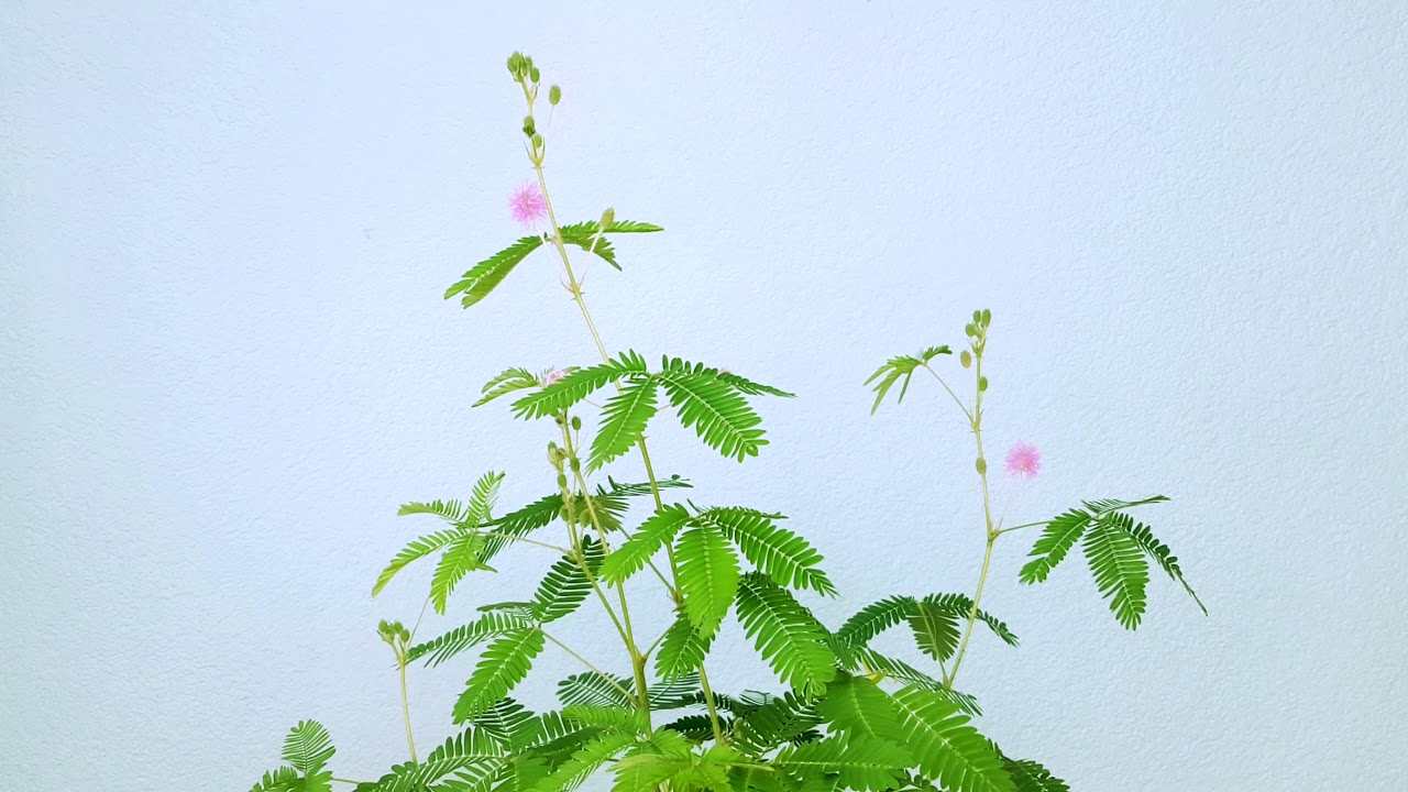 Blooming Mimosa Pudica Timelapse