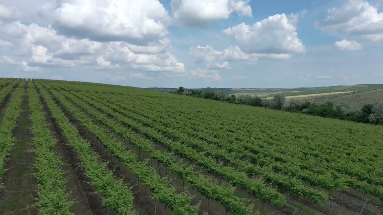 Viță de vie tehnică pe pari metalici