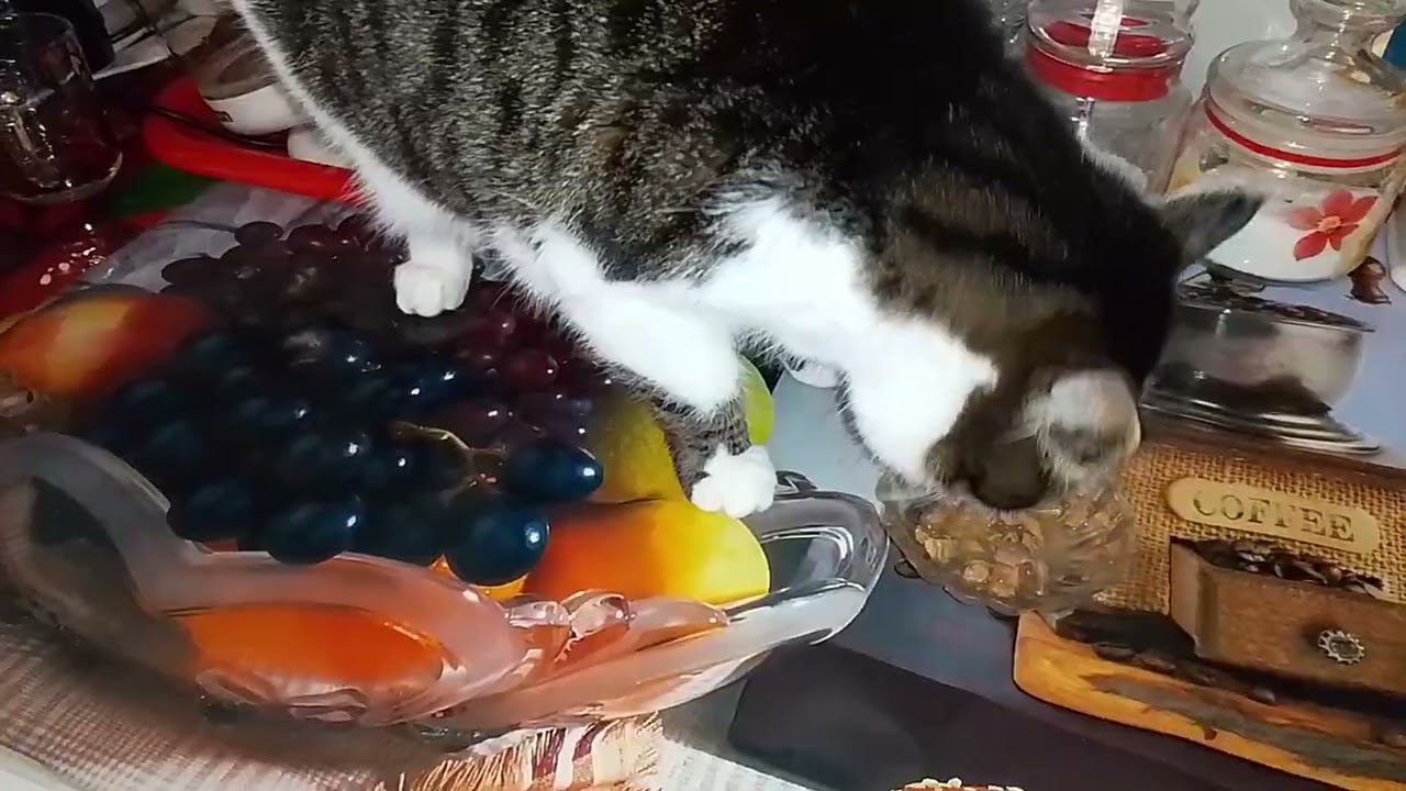 МЫ НЕ ЕЛИ ТОЛЬКО...НА ЛУНЕ!!🙀🤣😸 ТЕПЕРЬ СВЕТА  