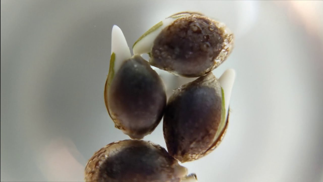 How I like Germenating Seeds Ft. Primal Punch S1 testers From @medgrower1