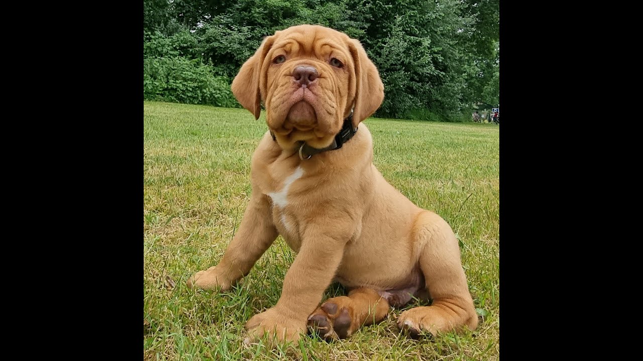Bordeaux dog 8 weeks old.