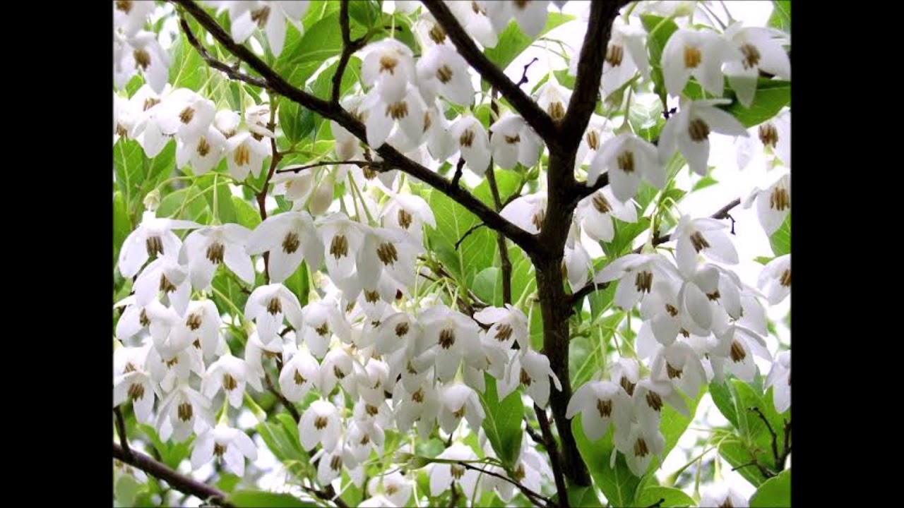 Styrax japonicus