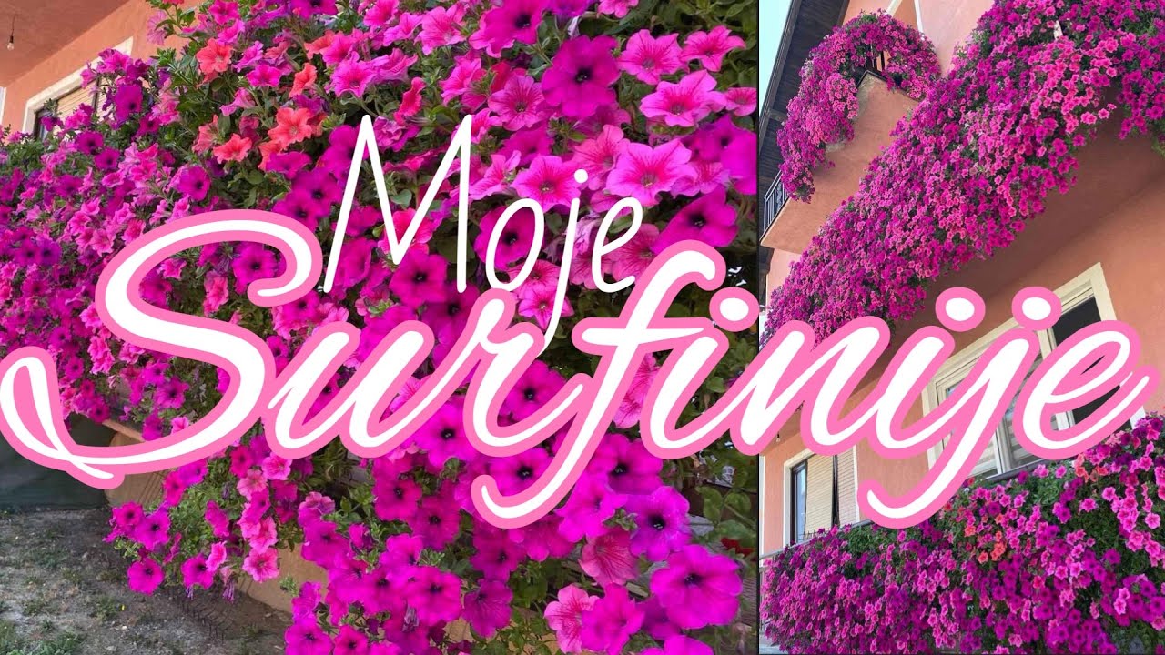 🌸Tajne uspjeha mojih surfinija🌸SAVJETI ZA ZDRAVE I LIJEPE SURFINIJE