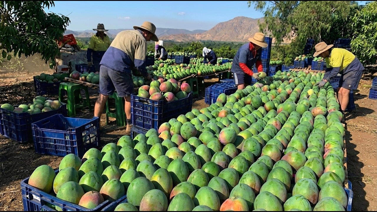 Inside Australia's $200 Million Mango Industry | From Farm to Export in 72 Hours