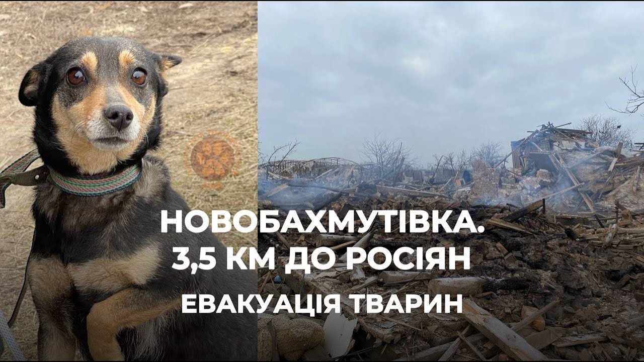 НОВОБАХМУТІВКА | 3,5 км до росіян | Евакуація тварин