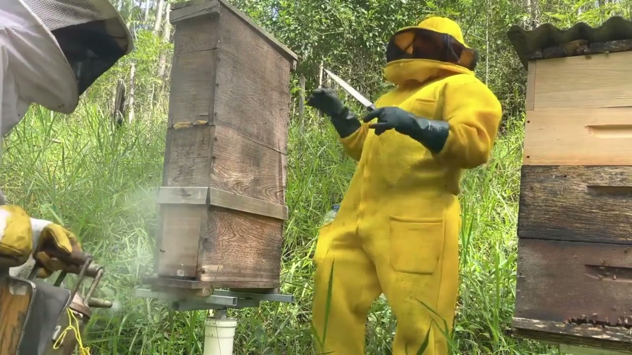 Apicultura Palmer no Brasil com abelhas africanizadas e superprodução de mel