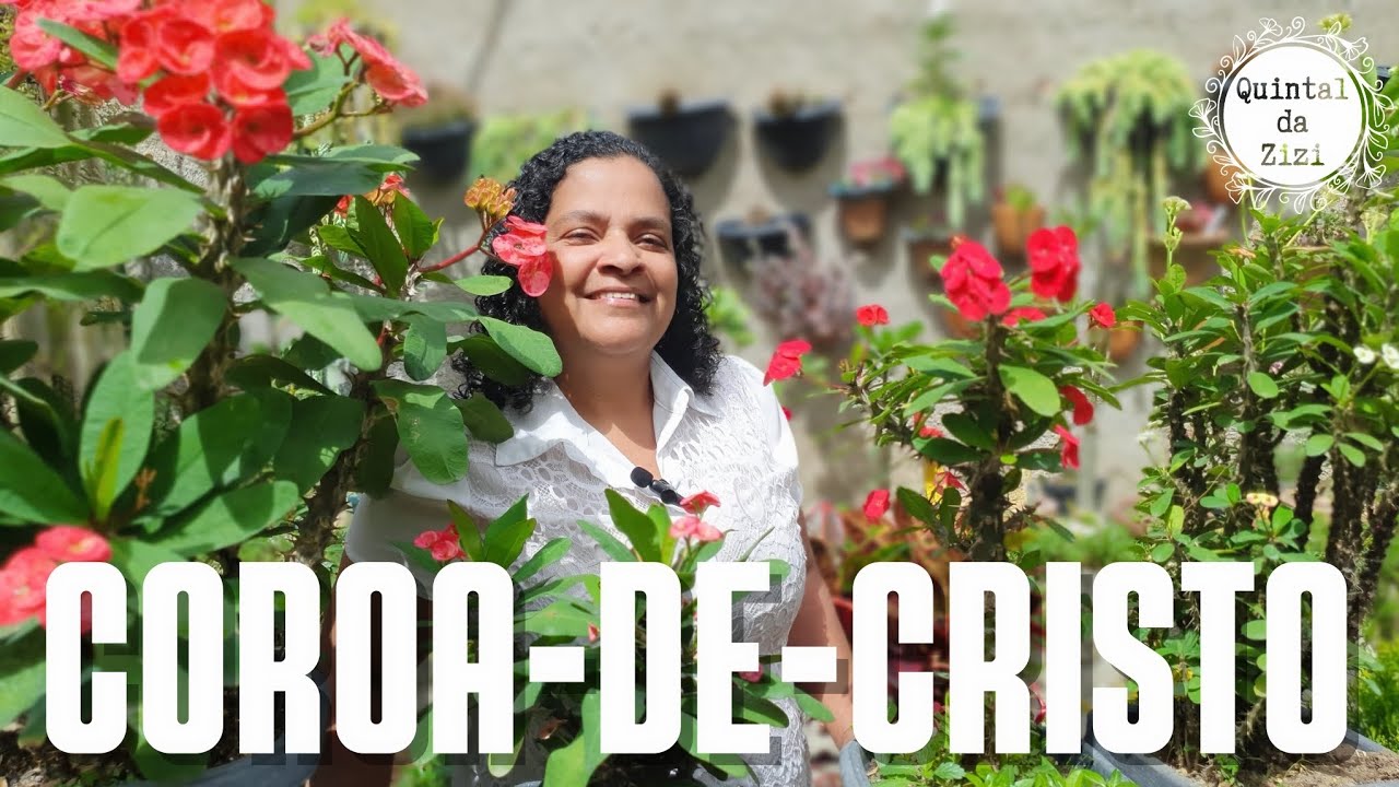 COROA-DE-CRISTO: Uma planta linda e de fácil cultivo | Dicas de cultivo | Flores o ano todo