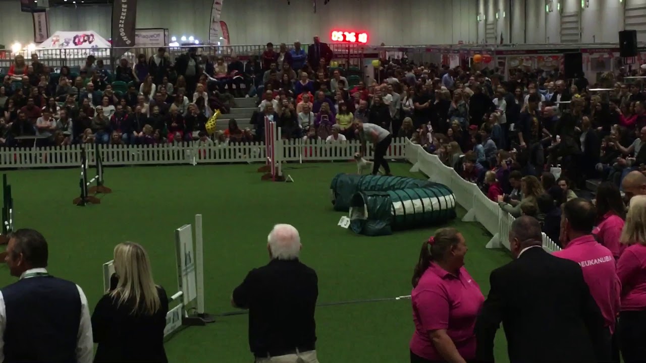 Olly the Jack Russell at Eukanuba Dog Show 2017