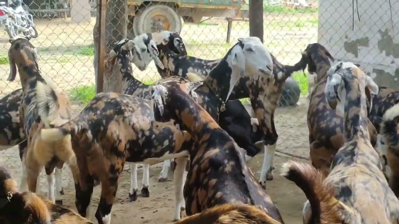 शाहपुरा जयपुर के गुजरो के शोक की बकरिया जो बकरो से भी महंगी होती हैं #gujri_females #gujri_goats