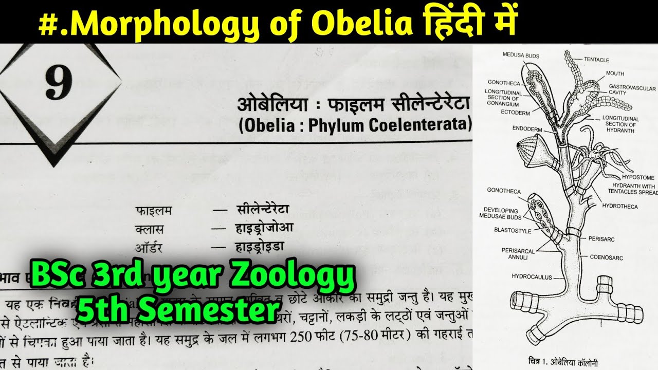 Morphology of Obelia in hindi || BSc 3rd year Zoology 5th Semester in hindi