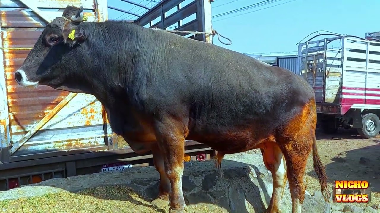 RANCHO LAS TABLAS-TOROS Y BORREGOS-ANIMALES LISTOS PARA LA CARNE A BUEN PRECIO.